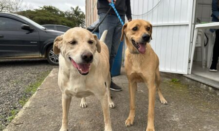 Fumaf realiza novo mutirão de castração gratuita e atende mais de 60 animais