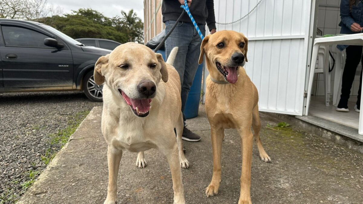 Fumaf realiza novo mutirão de castração gratuita e atende mais de 60 animais