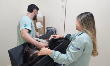 Sensipet orienta cuidados essenciais com cães e gatos durante o verão
