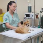 Sensipet orienta cuidados essenciais com cães e gatos durante o verão