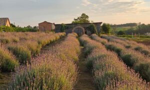 Sítio A Morada realiza a 1ª Edição do “Café nas Lavandas”