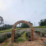 Sítio A Morada realiza a 1ª Edição do “Café nas Lavandas”