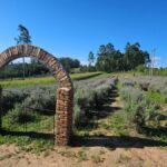 Primeira edição do Café nas Lavandas reúne visitantes no Sítio A Morada