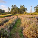 Sítio A Morada realiza a 1ª Edição do “Café nas Lavandas”