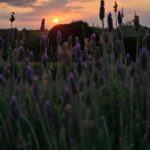 Sítio A Morada realiza a 1ª Edição do “Café nas Lavandas”