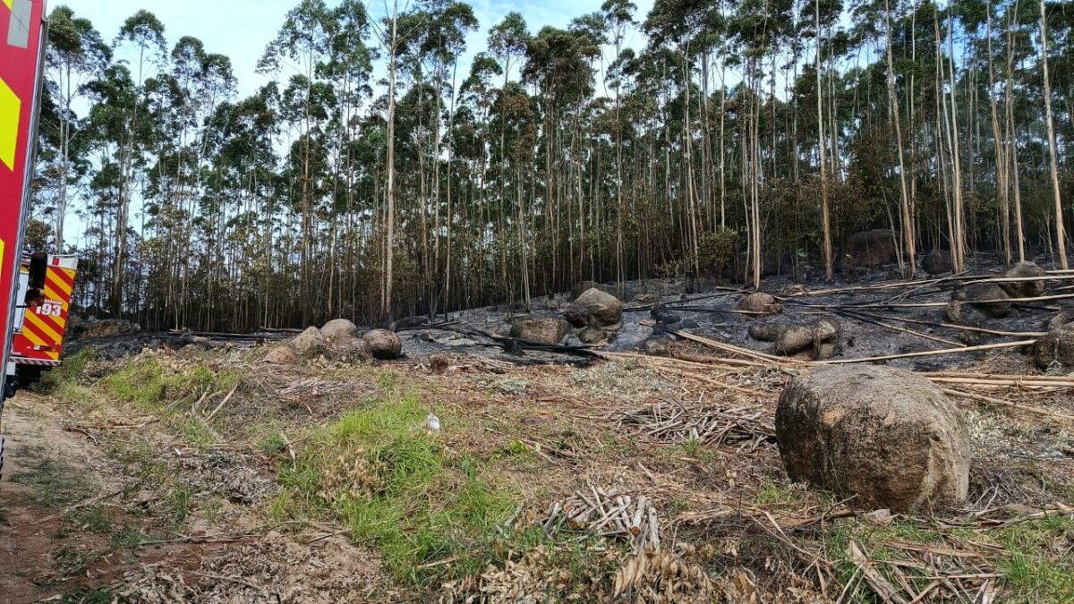 Bombeiros controlam incêndio em vegetação
