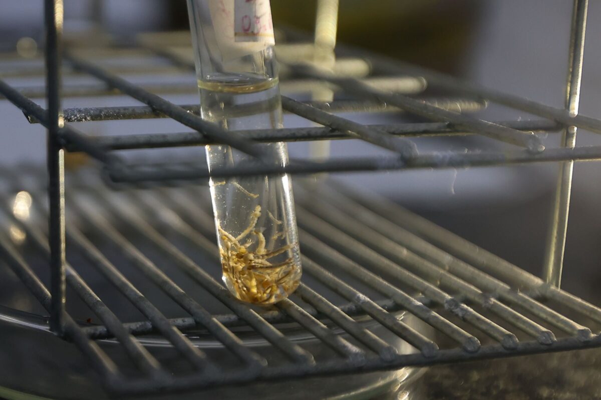 Dengue SC: com os dias quentes e úmidos, Secretaria da Saúde reforça a necessidade das medidas de prevenção contra a doença