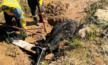 Bombeiros de Morro da Fumaça resgatam boi caído em vala no Bairro Esplanada
