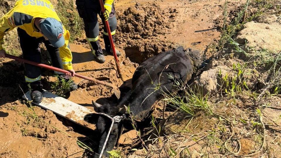 Bombeiros de Morro da Fumaça resgatam boi caído em vala no Bairro Esplanada