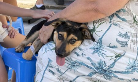 Prefeitura de Morro da Fumaça intensifica castrações e mais de 150 procedimentos gratuitos já foram realizados em 2026