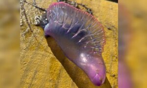 Mulher é atendida após queimadura por caravela-portuguesa no Balneário Esplanada