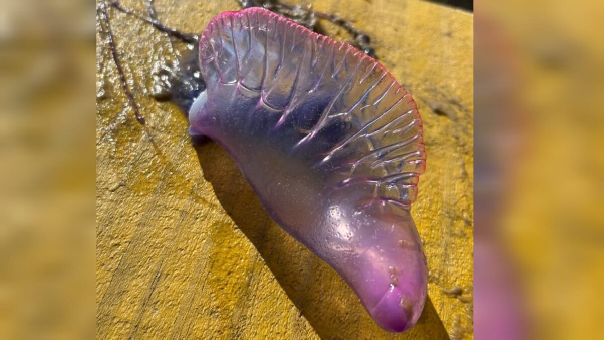 Mulher é atendida após queimadura por caravela-portuguesa no Balneário Esplanada