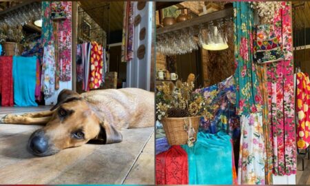 3º Bazar Cãomunitário arrecada recursos para ajudar animais em Estação Cocal