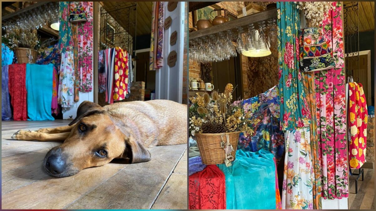 3º Bazar Cãomunitário arrecada recursos para ajudar animais em Estação Cocal