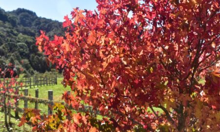 Outono deve ter temperatura acima da média em Santa Catarina