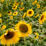 Café nas Lavandas se consolida como experiência turística em Morro da Fumaça