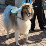 2ª Cãominhada reúne cerca de 80 cães e promove conscientização em Morro da Fumaça 5 2ª Cãominhada reúne cerca de 80 cães e promove conscientização em Morro da Fumaça
