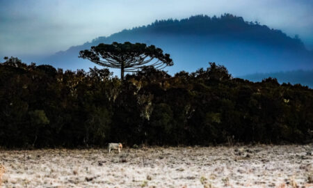 Inverno começa em Santa Catarina com onda de frio intenso