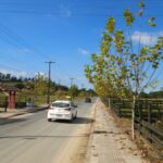 Florescimento dos plátanos transforma paisagem da Rodovia Tranquilo Sartor em Linha Torrens