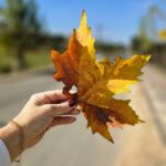 Florescimento dos plátanos transforma paisagem da Rodovia Tranquilo Sartor em Linha Torrens