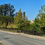 Florescimento dos plátanos transforma paisagem da Rodovia Tranquilo Sartor em Linha Torrens