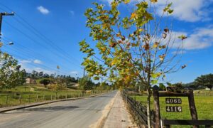 Florescimento dos plátanos transforma paisagem da Rodovia Tranquilo Sartor em Linha Torrens