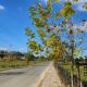 Florescimento dos plátanos transforma paisagem da Rodovia Tranquilo Sartor em Linha Torrens