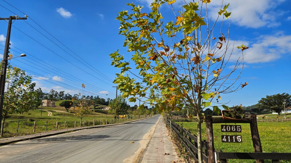 Florescimento dos plátanos transforma paisagem da Rodovia Tranquilo Sartor em Linha Torrens