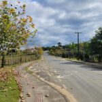Florescimento dos plátanos transforma paisagem da Rodovia Tranquilo Sartor em Linha Torrens