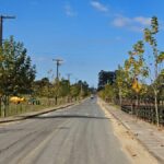 Florescimento dos plátanos transforma paisagem da Rodovia Tranquilo Sartor em Linha Torrens