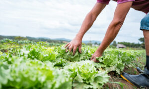 Dia do Agricultor: desenvolvimento do setor conta com o apoio da municipalidade