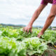 Dia do Agricultor: desenvolvimento do setor conta com o apoio da municipalidade