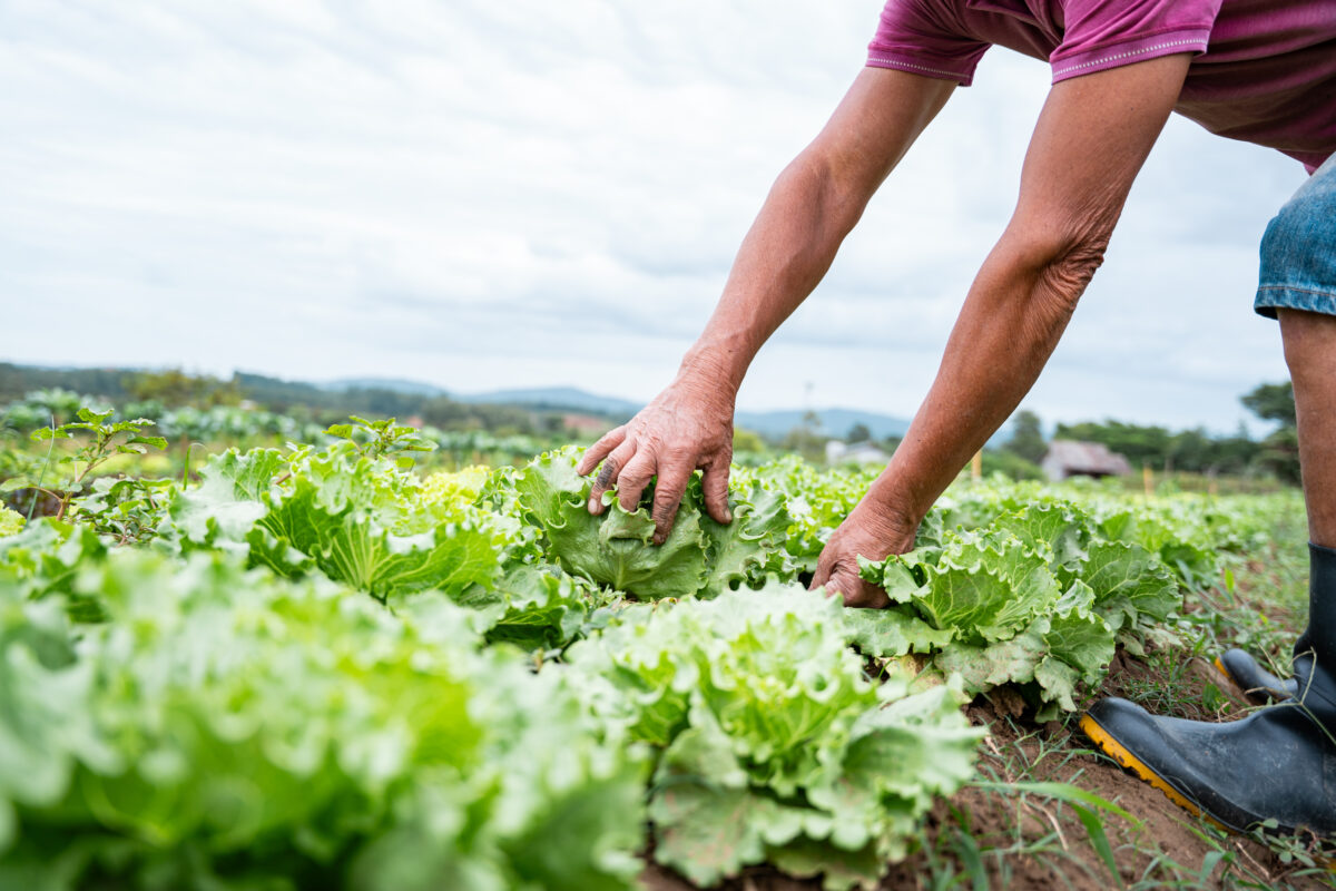 Dia do Agricultor: desenvolvimento do setor conta com o apoio da municipalidade