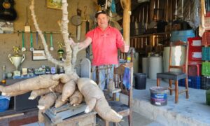 Agricultor de Morro da Fumaça colhe aipim de 61 quilos no quintal de casa