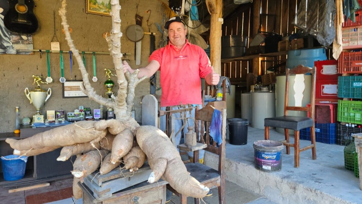 Agricultor de Morro da Fumaça colhe aipim de 61 quilos no quintal de casa
