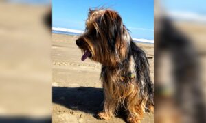 Tutor denuncia morte de cão após ataque durante transporte para pet shop em Morro da Fumaça
