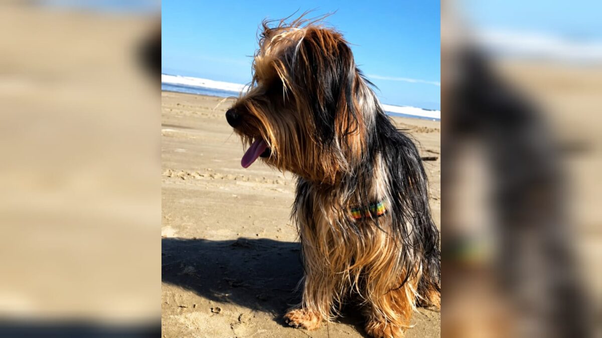 Tutor denuncia morte de cão após ataque durante transporte para pet shop em Morro da Fumaça