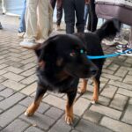 Bênção dos animais e dos motoristas emociona comunidade na Festa de São Roque