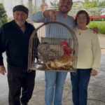 Fazendinha de São Roque terá cerca de 70 animais para leilão neste domingo 3 Fazendinha de São Roque terá cerca de 70 animais para leilão neste domingo