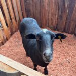 Fazendinha de São Roque terá cerca de 70 animais para leilão neste domingo 4 Fazendinha de São Roque terá cerca de 70 animais para leilão neste domingo