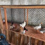 Fazendinha de São Roque terá cerca de 70 animais para leilão neste domingo 2 Fazendinha de São Roque terá cerca de 70 animais para leilão neste domingo