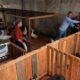 Fazendinha de São Roque terá cerca de 70 animais para leilão neste domingo