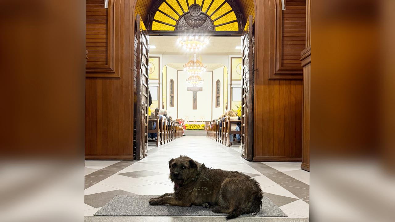 Festa de São Roque terá bênção para animais, motoristas e veículos