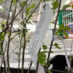 Mudas, flores e livros são trocados por alimentos em ação do Leo Clube 3 Mudas, flores e livros são trocados por alimentos em ação do Leo Clube
