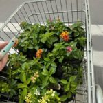 Mudas, flores e livros são trocados por alimentos em ação do Leo Clube 2 Mudas, flores e livros são trocados por alimentos em ação do Leo Clube